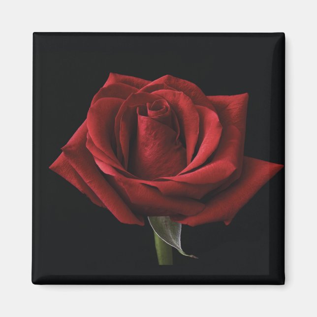 Imã travesseiro decorativo rosa vermelha (Frente)