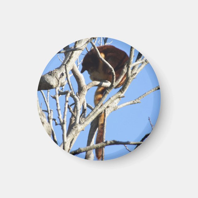 Imã Tree Kangaroo Magnet (Frente)