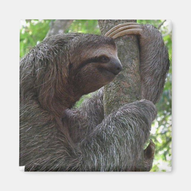 Imã Tree Sloth Square Magnet (Frente)