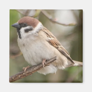 Imã tree_sparrow