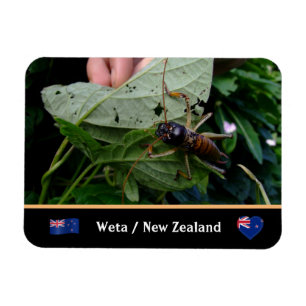 Ímã Tree Weta - grande inseto, natureza / Nova Zelând
