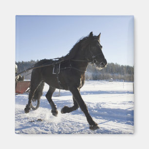 Imã Treinamento dos cavalos em uma paisagem invernal,