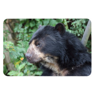 Ímã Tremarctos ornatus