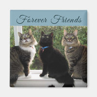 Três Amigos de Gato no Íman da Janela