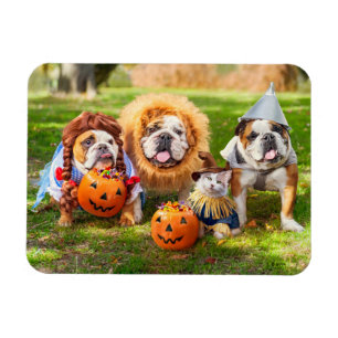 Ímã Três Bulldogs Vestidos
