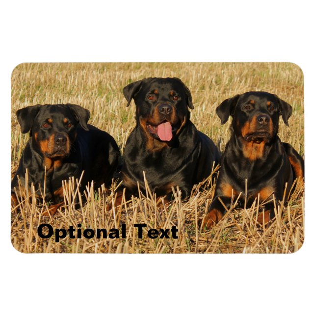Ímã Três Cães Rottweiler - Embalagem de Rotinas (Horizontal)