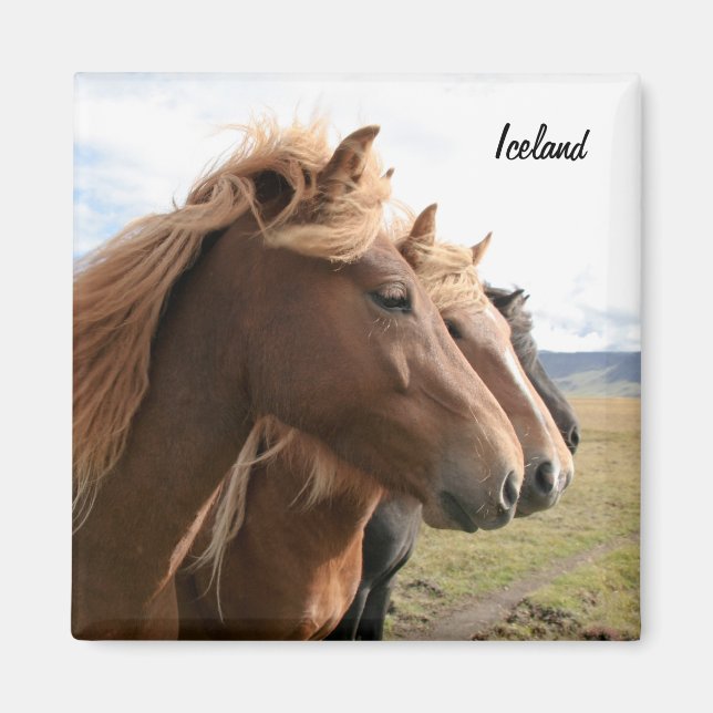 Imã Três cavalos da Islândia em linha Magnet (Frente)