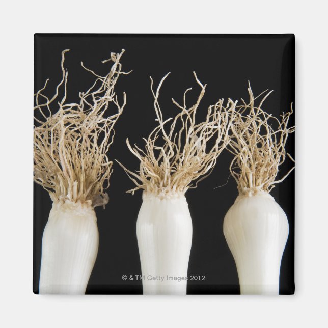 Imã Três cebolas de primavera (Frente)