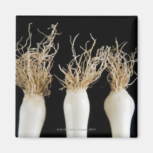 Imã Três cebolas do primavera