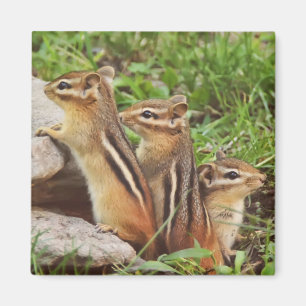Imã Três Chipmunks do bebê