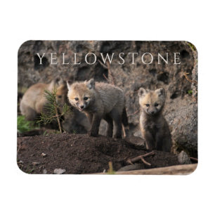 Ímã Três Cubs Fox, Parque Nacional Yellowstone, Wyomi