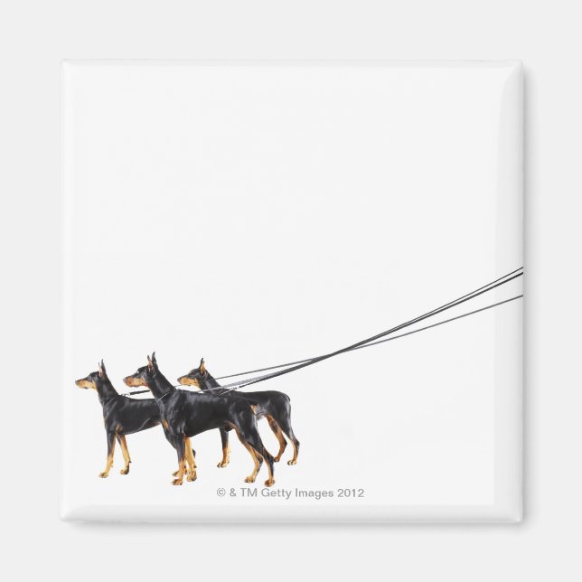 Imã Três Dobermans na coleira (Frente)