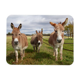 Ímã Três Donkey