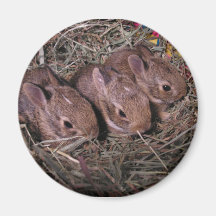 Três Em Um Íman De Linha