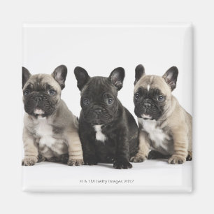 Imã Três filhotes de cachorro da pedigree