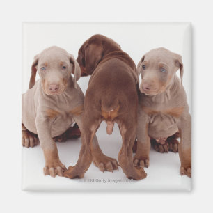 Imã Três filhotes de cachorro do pinscher do Doberman