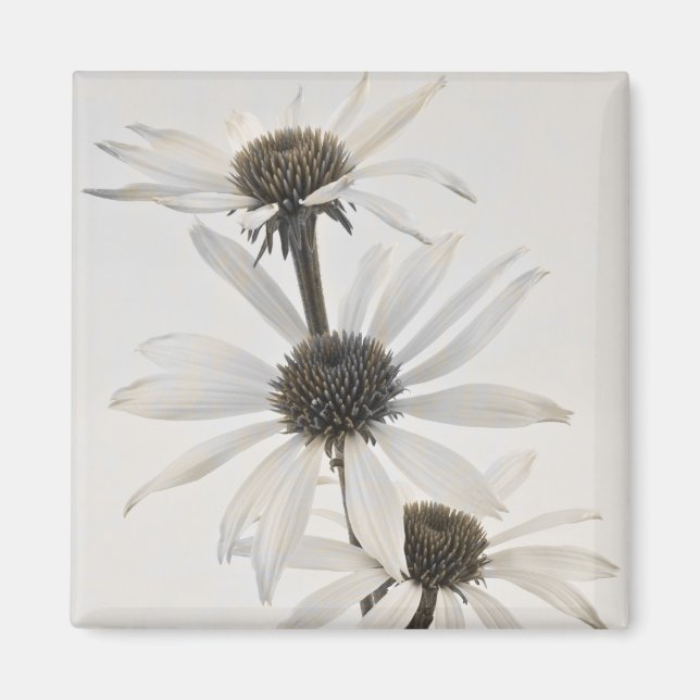 Imã Três Flores Brancas de Cone (Frente)