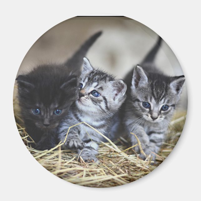 Imã Três Gatinhos  (Frente)
