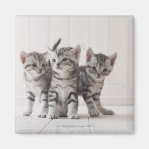 Imã Três gatinhos de Shorthair do americano