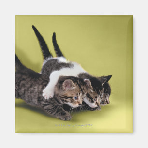 Imã Três gatinhos que abraçam-se