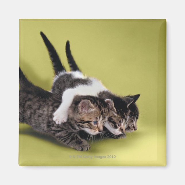 Imã Três gatinhos se abraçando (Frente)