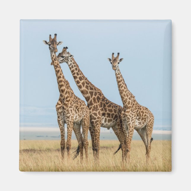 Imã Três girafas posando (Frente)