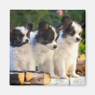 Imã Três Papillon Bonito Cuppies num Bench do Jardim