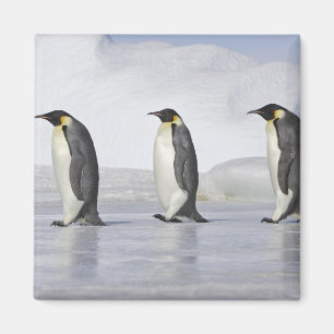 Imã Três pinguins de imperador, ilha do monte da neve