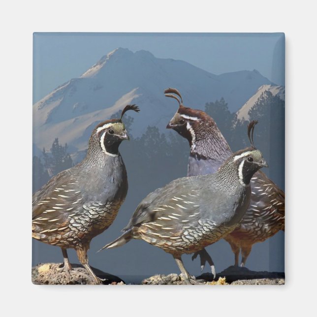 IMÃ TRÊS QUAIL E SHASTA (Frente)