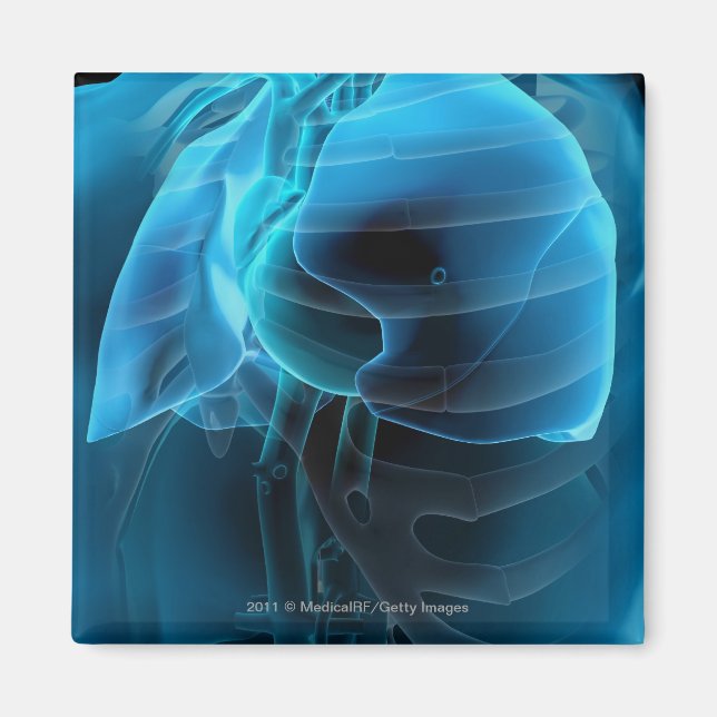 Imã Três quartos da visão do coração e dos pulmões (Frente)