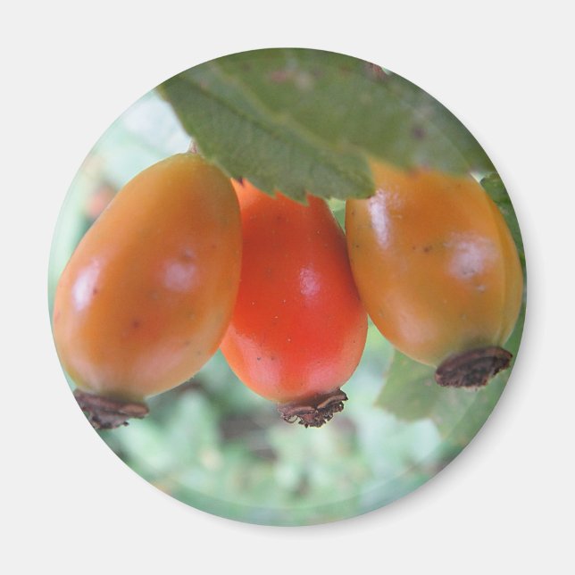 Imã Três roseiras laranja (Frente)