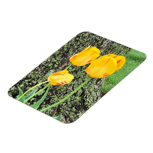 Ímã Três Tulipas Amarelas / Flexível (Left Side)