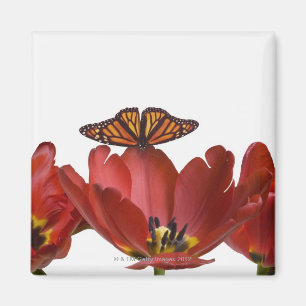Imã Três tulipas vermelhas e uma borboleta de monarca