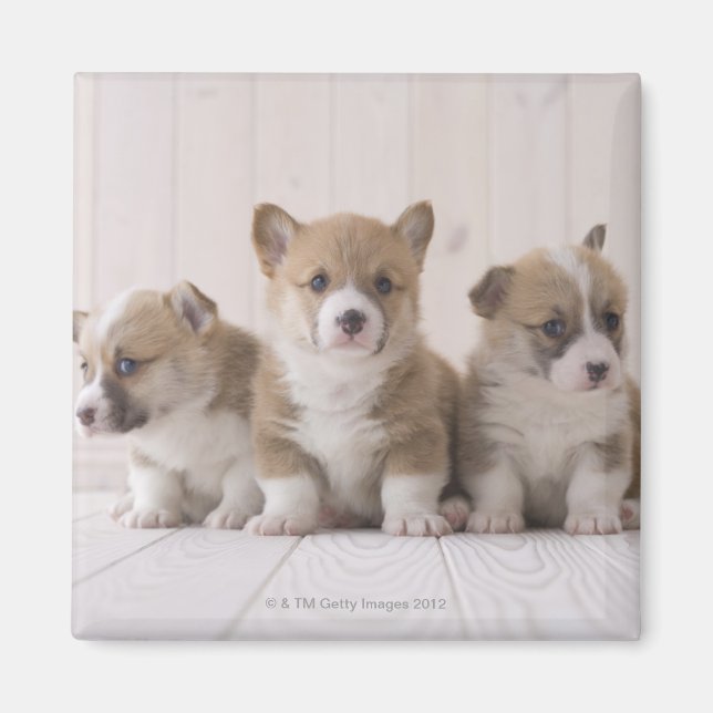 Imã Três Welsh Corgi (Frente)
