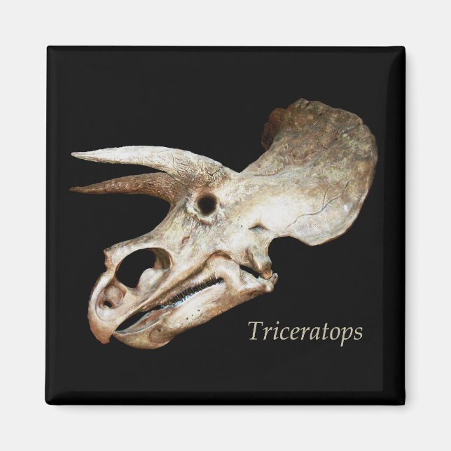 Imã Triceratops Crânio Magnético (Frente)