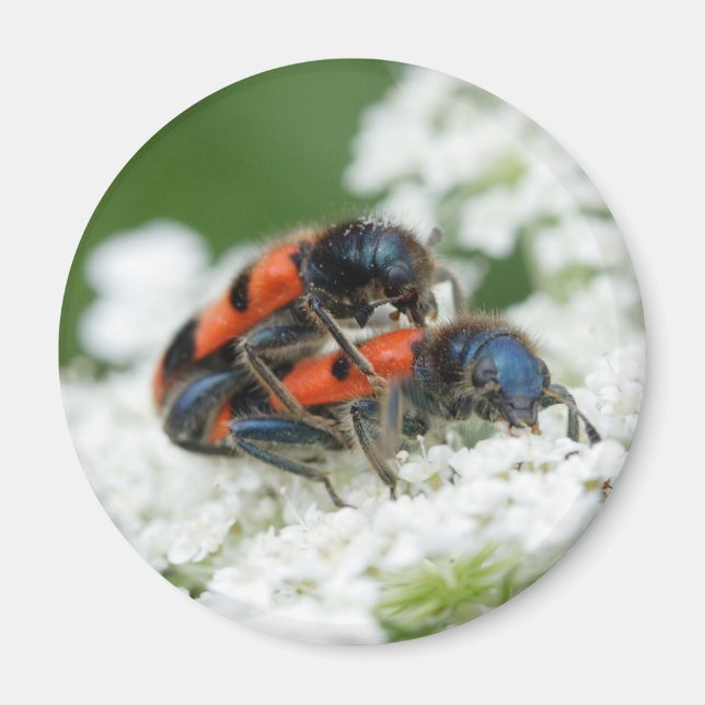 Imã Trichodes apiarius (Frente)