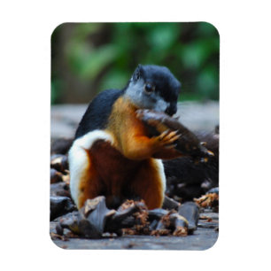 Ímã Tricor de Esquilo Borneo
