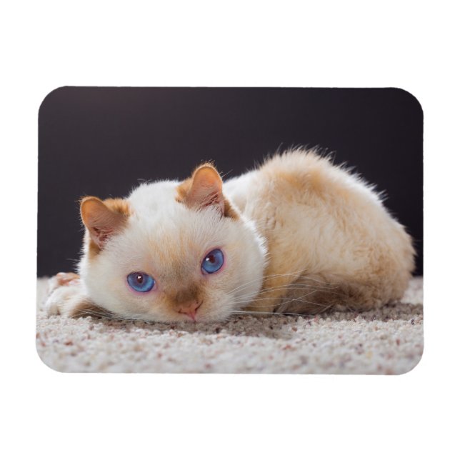 Ímã Trident the Cat Magnet (Horizontal)