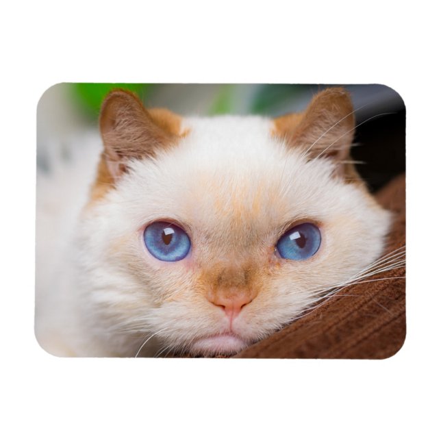 Ímã Trident the Cat Magnet 04 (Horizontal)