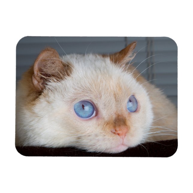 Ímã Trident the Cat Magnet 06 (Horizontal)