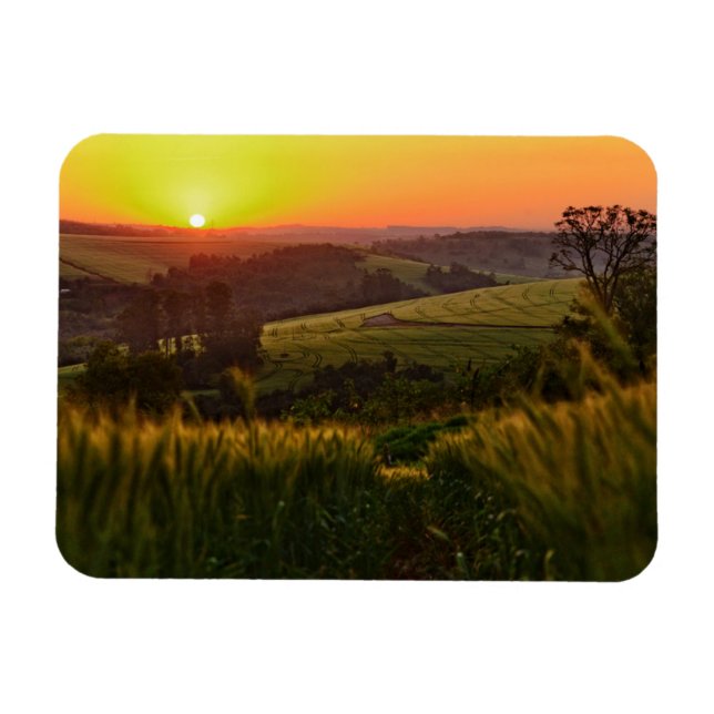 Ímã Trigo agrícola sunset (Horizontal)