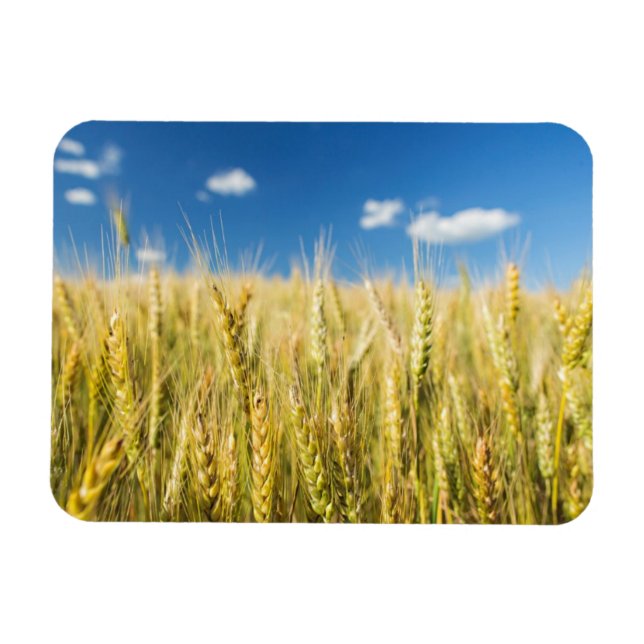Ímã Trigo de Kansas (Horizontal)
