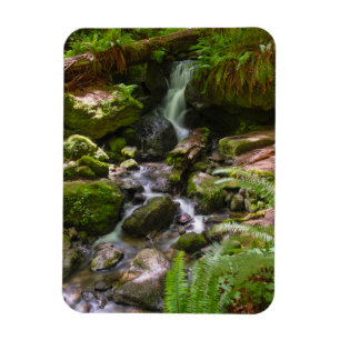 Ímã Trillium Falls Redwood National Park California