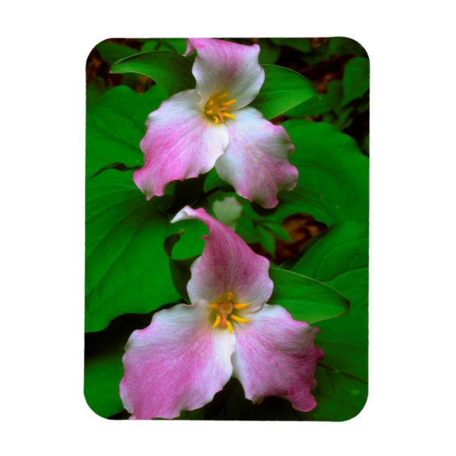 Ímã Trillium Wildflower (Vertical)