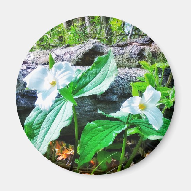 IMÃ TRILLIUMS MAGNET (Frente)
