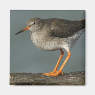 Imã Tringa Totanus do Redshank