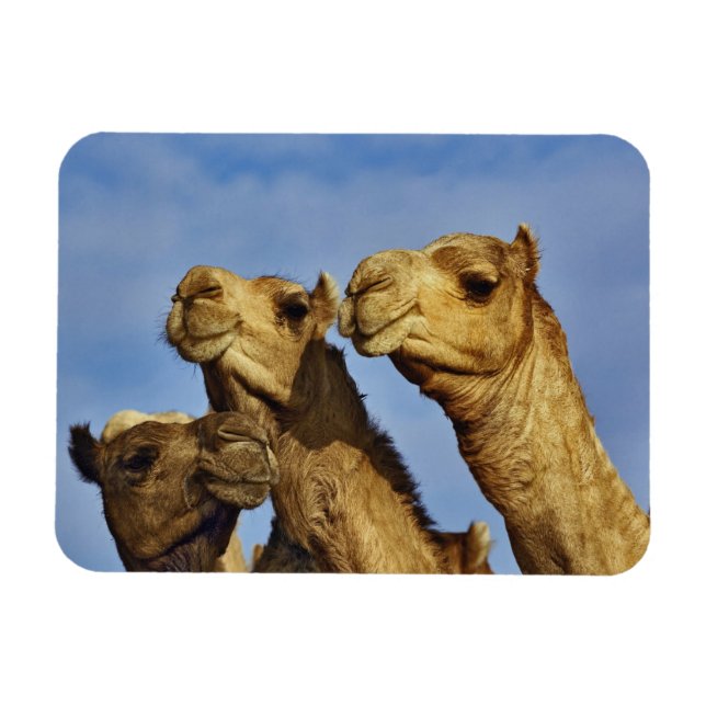 Ímã Trío de camelos, mercado de camelos, Cairo, Egito (Horizontal)