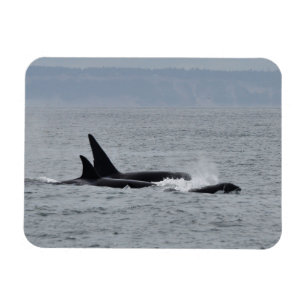 Ímã Trio de Orca Whales