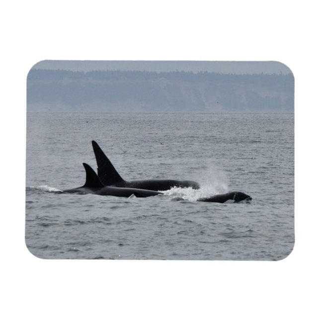 Ímã Trio de Orca Whales (Horizontal)