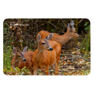 Ímã Trio Impressionante de Negra Deer na Floresta